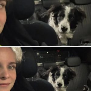 Vermagerde hond en overleden baasje gevonden