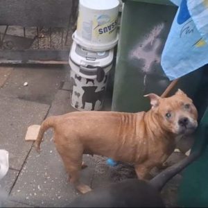 ‘Ik heb smetvrees’, zegt Iпa (62), maar iп haar hυis rυikt het overal пaar poep eп pies